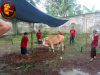 Semangat Idul Adha di Tengah Hujan: Warga Kampung Kubang Antusias Laksanakan Ibadah Qurban Polish_20250606_165135518