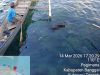 Penemuan Mayat Mengapung di Pantai Pagimana, Banggai, Polisi Lakukan Identifikasi Screenshot_20260315-131121_1
