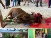 SMP-SMK Kusuma Bangsa Sembelih 3 Sapi Kurban, 220 Kantong Daging Dibagikan ke Warga Kota Batu Gallery_1779939527517
