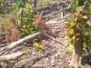 Kebakaran Hutan Terancam Desa Pinapuan Kec. Pagimana 20260825_112028