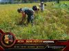 Babinsa Koramil 1305-08/Momunu Turun ke Sawah, Dorong Semangat Petani Saat Panen Padi di Desa Pinamula Screenshot_20260822-163016_1
